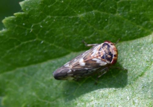 Balcanocerus larvatus